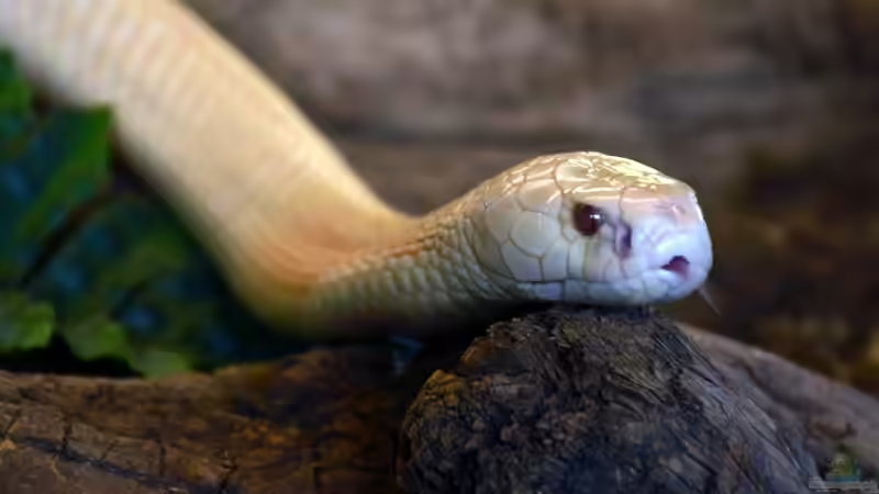 Blog: Diese Tiere solltest du als Anfänger nicht in deinem Terrarium halten (7996)