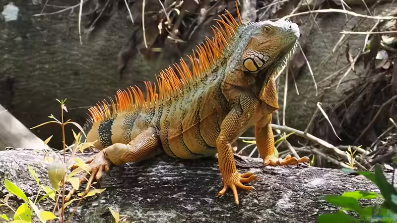 Blog: Diese Tiere solltest du als Anfänger nicht in deinem Terrarium halten (7996)