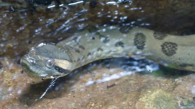 Blog: Diese Tiere solltest du als Anfänger nicht in deinem Terrarium halten (7996)