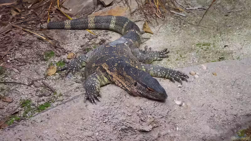 Blog: Diese Tiere solltest du als Anfänger nicht in deinem Terrarium halten (7996)