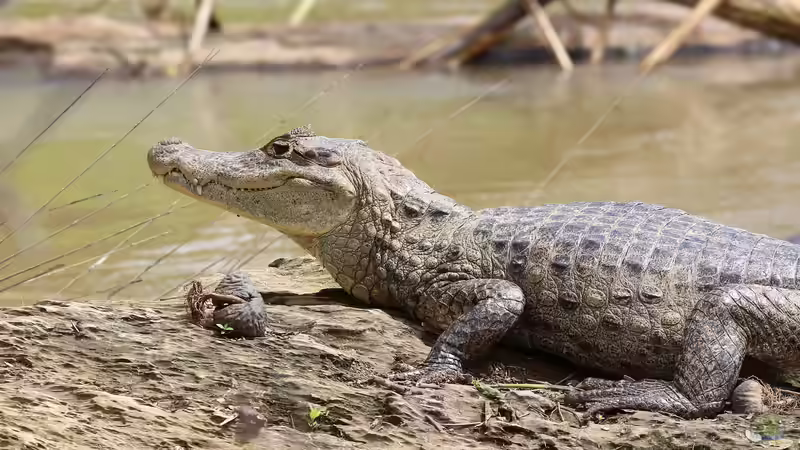 Blog: Diese Tiere solltest du als Anfänger nicht in deinem Terrarium halten (7996)