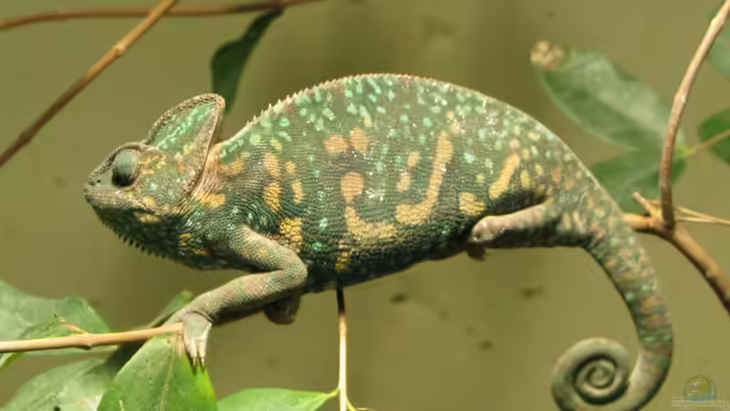 Blog: Diese Tiere solltest du als Anfänger nicht in deinem Terrarium halten (7996)
