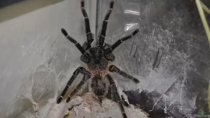 Blog: Diese Tiere solltest du als Anfänger nicht in deinem Terrarium halten (7996)