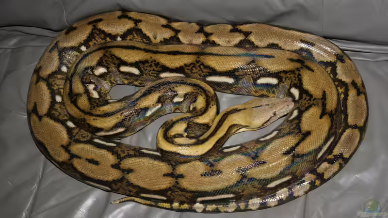 Blog: Diese Tiere solltest du als Anfänger nicht in deinem Terrarium halten (7996)