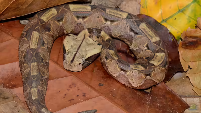 Blog: Diese Tiere solltest du als Anfänger nicht in deinem Terrarium halten (7996)
