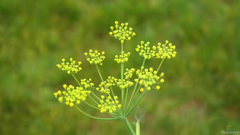 Blog: Doldenblütler - faszinierende Vielfalt zwischen Küchenkraut, Heilpflanze und Giftgewächs (7753)