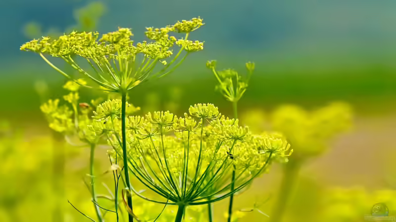 Blog: Doldenblütler - faszinierende Vielfalt zwischen Küchenkraut, Heilpflanze und Giftgewächs (7753)