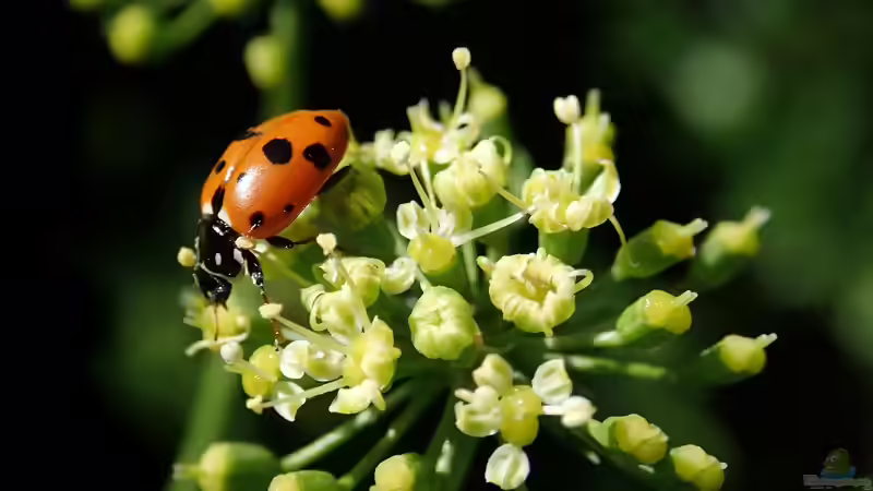 Blog: Doldenblütler - faszinierende Vielfalt zwischen Küchenkraut, Heilpflanze und Giftgewächs (7753)