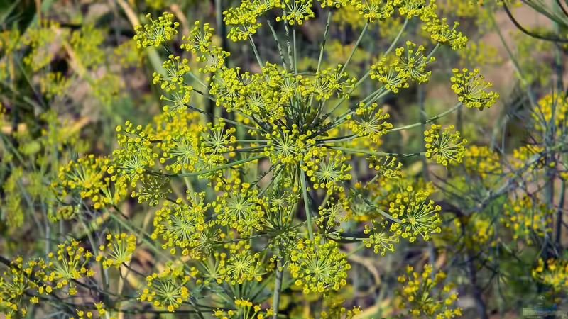 Blog: Doldenblütler - faszinierende Vielfalt zwischen Küchenkraut, Heilpflanze und Giftgewächs (7753)