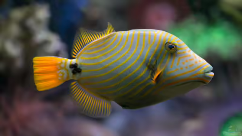 Blog: Drückerfische: Deshalb sind sie so aggressiv - Ursachen, Verhalten und biologische Hintergründe (7922)