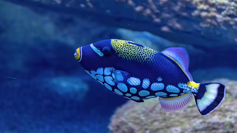 Blog: Drückerfische: Deshalb sind sie so aggressiv - Ursachen, Verhalten und biologische Hintergründe (7922)