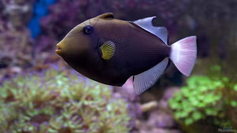 Blog: Drückerfische: Deshalb sind sie so aggressiv - Ursachen, Verhalten und biologische Hintergründe (7922)