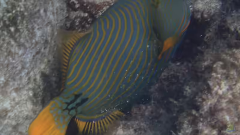 Blog: Drückerfische: Woher stammt der Name? (7539)