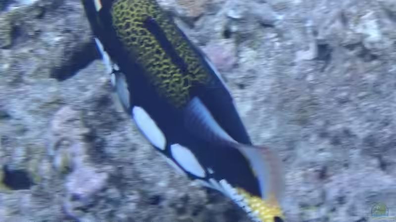 Blog: Drückerfische: Woher stammt der Name? (7539)
