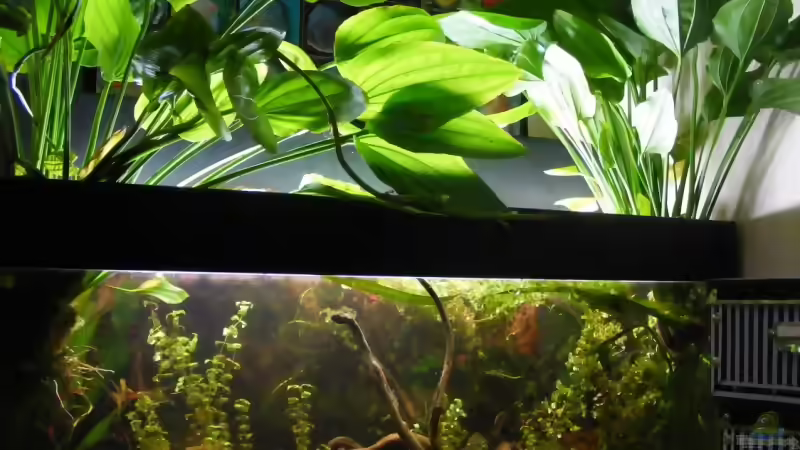 Blog: Echinodorus palaefolius blüht... (2185)
