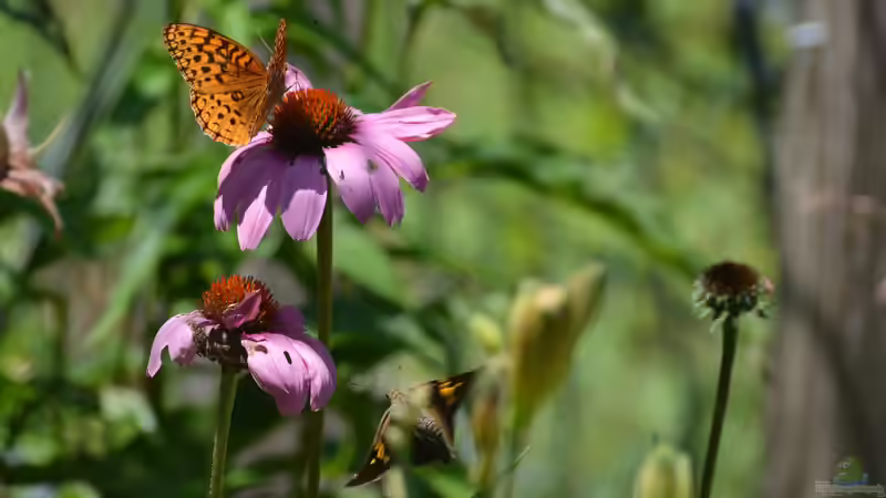 Blog: Echter Sonnenhut oder falscher Sonnenhut? Die Geschichte zweier Gartenpflanzen (7312)