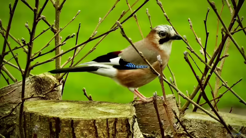 Blog: Eichelhäher - Deshalb gilt der Singvogel als außergewöhnlich intelligent (7940)