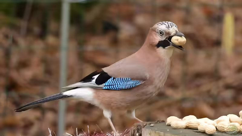 Blog: Eichelhäher - Deshalb gilt der Singvogel als außergewöhnlich intelligent (7940)