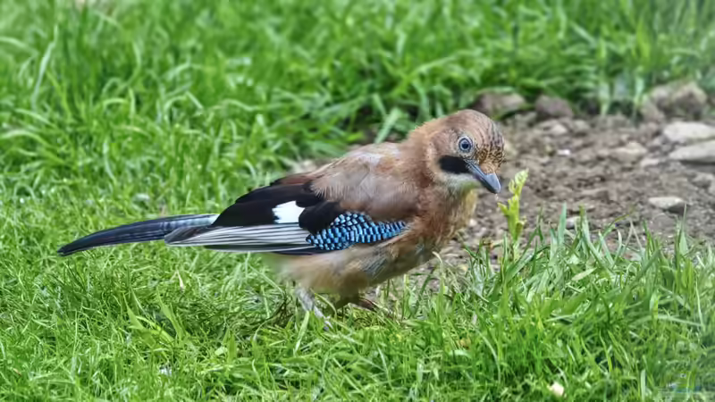 Blog: Eichelhäher - Deshalb gilt der Singvogel als außergewöhnlich intelligent (7940)