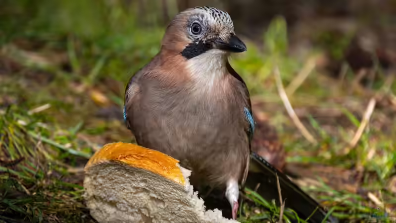 Blog: Eichelhäher - Deshalb gilt der Singvogel als außergewöhnlich intelligent (7940)