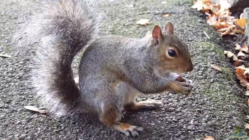 Blog: Eichhörnchen in Deutschland: Arten und Herausforderungen (6476)