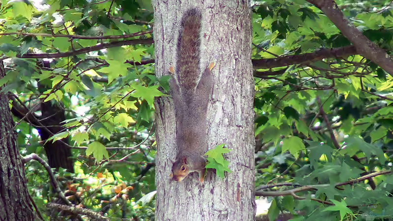 Blog: Eichhörnchen in Deutschland: Arten und Herausforderungen (6476)