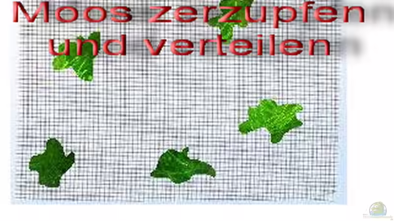 Blog: Eigenbau einer Moosrückwand -eine Alternative zu 3-D-Rückwänden (3139)