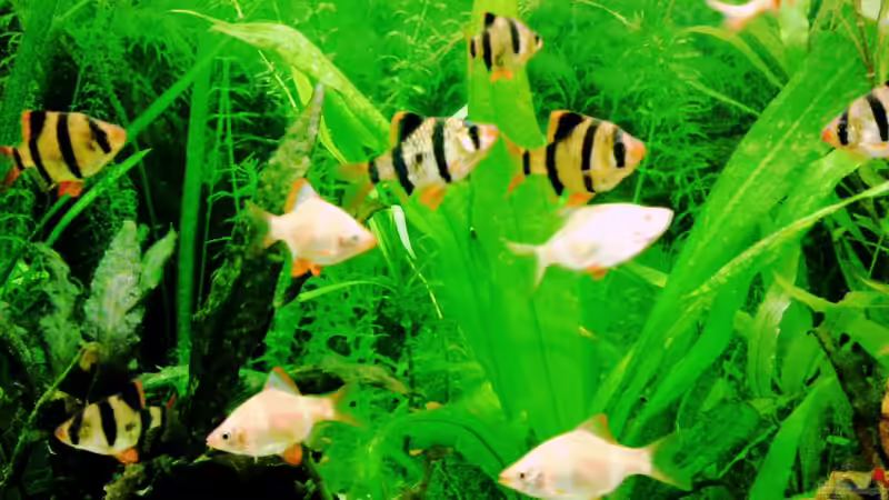 Blog: Ein Aquarium-Komplett-Set zum Schnäppchenpreis und was daraus wurde! (4340)