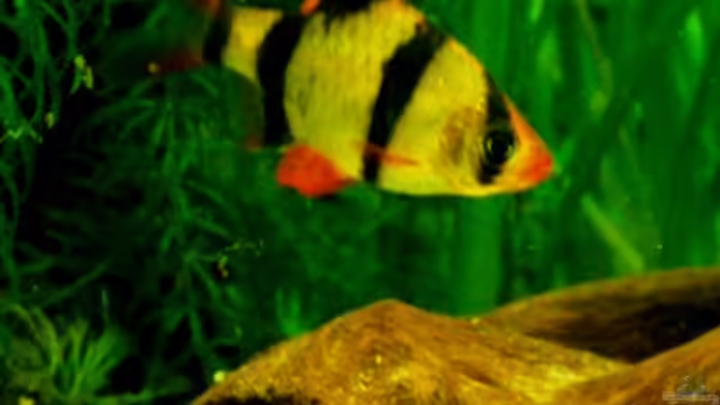 Blog: Ein Aquarium-Komplett-Set zum Schnäppchenpreis und was daraus wurde! (4340)
