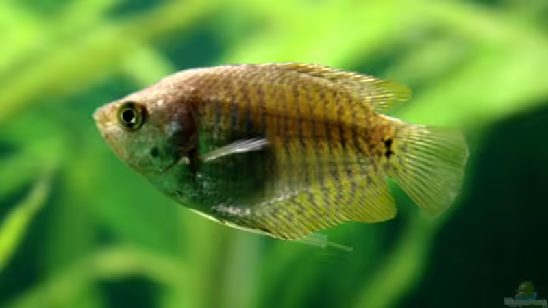 Blog: Ein Aquarium-Komplett-Set zum Schnäppchenpreis und was daraus wurde! (4340)