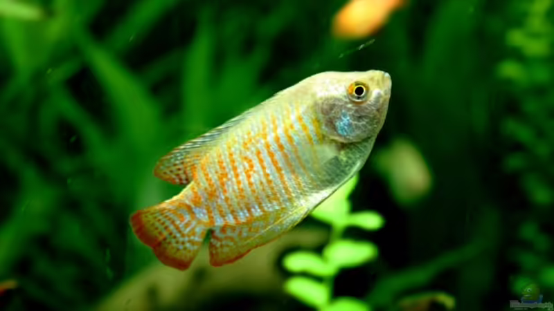Blog: Ein Aquarium-Komplett-Set zum Schnäppchenpreis und was daraus wurde! (4340)