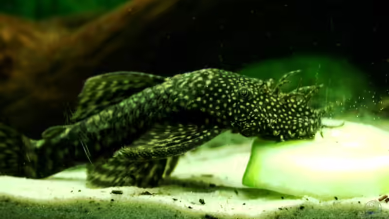 Blog: Ein Aquarium-Komplett-Set zum Schnäppchenpreis und was daraus wurde! (4340)