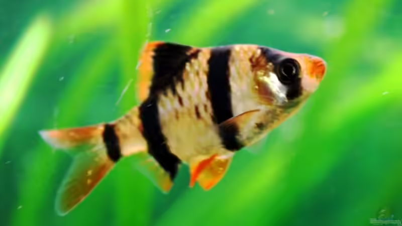 Blog: Ein Aquarium-Komplett-Set zum Schnäppchenpreis und was daraus wurde! (4340)
