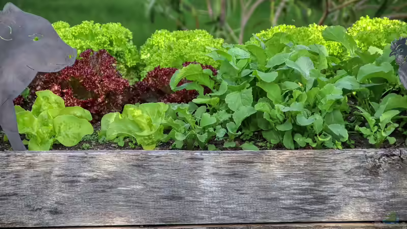 Blog: Ein Hochbeet kaufen oder selbst bauen? Der große Praxisvergleich für Gartenfreunde (7726)