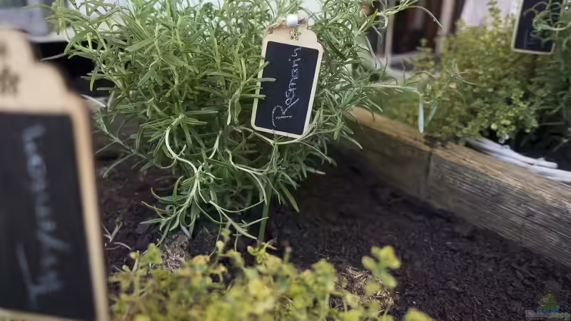 Blog: Ein Hochbeet kaufen oder selbst bauen? Der große Praxisvergleich für Gartenfreunde (7726)