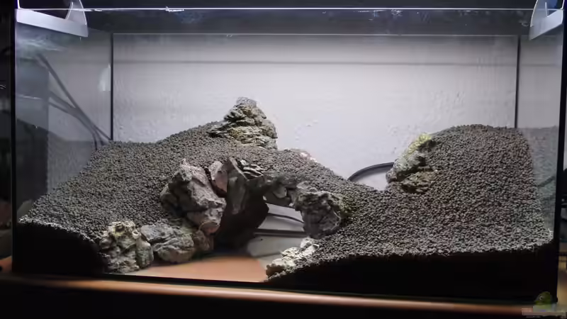 Blog: Ein laufendes Aquarium komplett neu gestalten: Schritt für Schritt erklärt (7412)