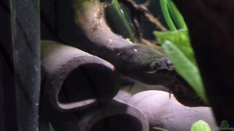 Blog: Ein Leitfaden für die perfekte Umgebung für spaltenbrütende Welse im Aquarium (6511)