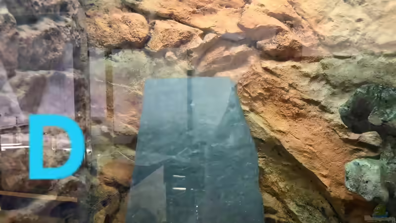 Blog: Ein Poster als Aquarien-Rückwand? (5438)