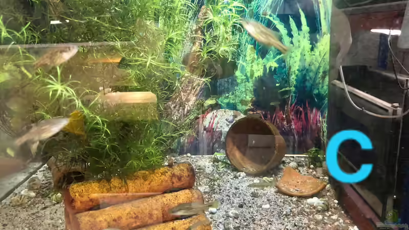 Blog: Ein Poster als Aquarien-Rückwand? (5438)