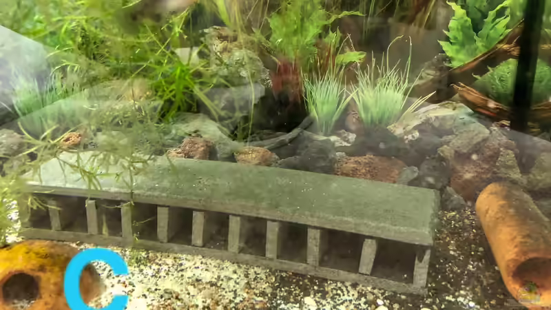 Blog: Ein Poster als Aquarien-Rückwand? (5438)
