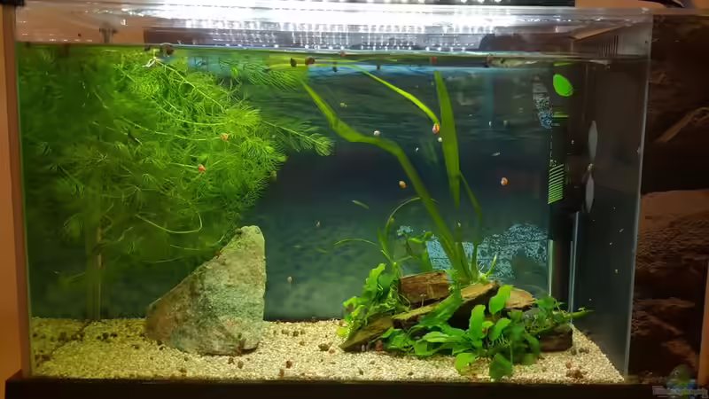 Blog: Ein Zuchtaquarium für Garnelen einrichten (7841)