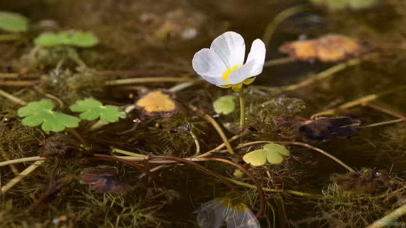 Blog: Einjährige Wasserpflanzen – Meister der Selbsterneuerung (6803)