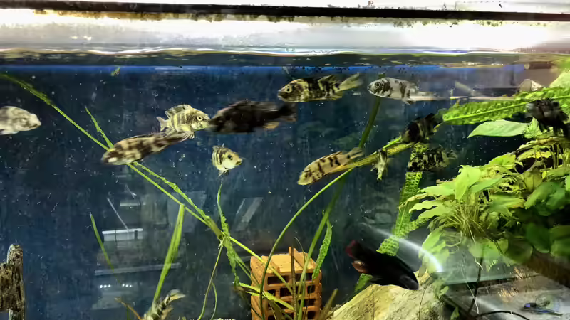 Blog: Einsatz von UV-Beleuchtung in der Aquaristik ??? Erfahrungen (5545)