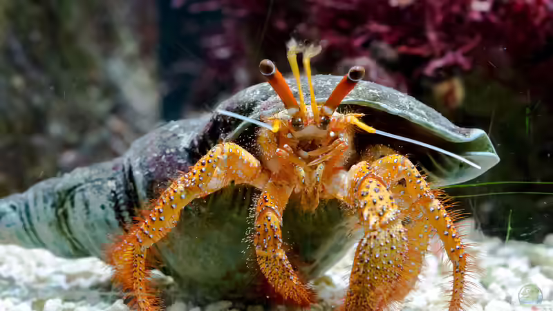 Blog: Einsiedlerkrebse im Aquarium - Haltung, Arten, Pflege und Bedeutung für Meerwasseraquarien (7993)