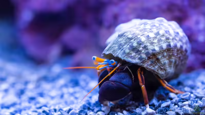 Blog: Einsiedlerkrebse im Aquarium - Haltung, Arten, Pflege und Bedeutung für Meerwasseraquarien (7993)