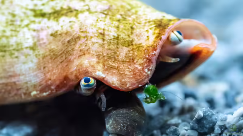 Blog: Einsiedlerkrebse im Aquarium - Haltung, Arten, Pflege und Bedeutung für Meerwasseraquarien (7993)
