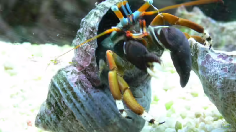 Blog: Einsiedlerkrebse im Aquarium - Haltung, Arten, Pflege und Bedeutung für Meerwasseraquarien (7993)