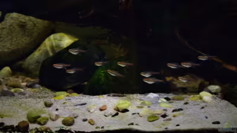 Blog: Einzelhaltung, Gruppenhaltung oder Schwarmhaltung - welche Haltungsform ist die richtige im Aquarium? (7603)