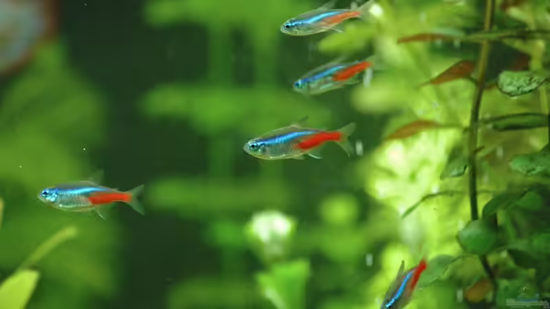 Blog: Einzelhaltung, Gruppenhaltung oder Schwarmhaltung - welche Haltungsform ist die richtige im Aquarium? (7603)
