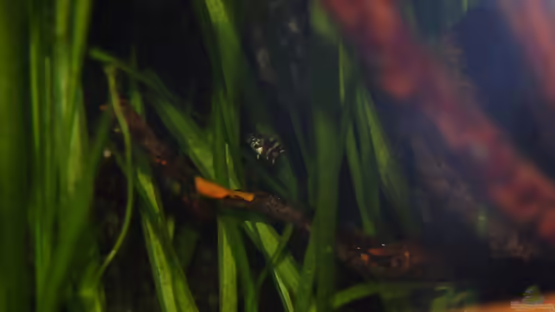 Blog: Electric Blue Jack Dempsey:  Zucht - Wissenschaft - Erfahrungsbericht. (2497)
